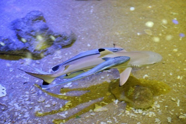 四天四夜三亚攻略,三亚民宿四天三晚民宿推荐