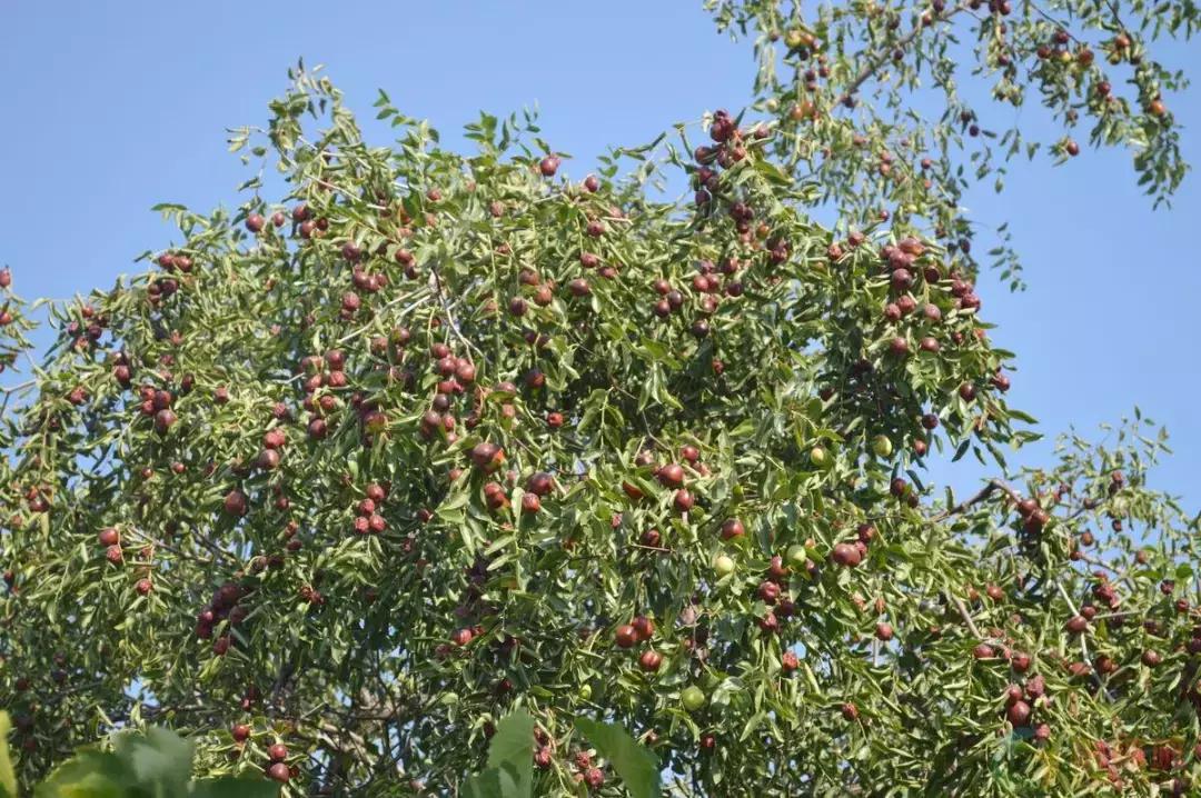 一日不见如隔三秋下一句什么,一日不见如隔三秋用古诗怎么说