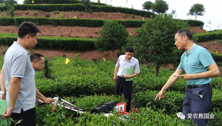 商机处理基本步骤,白叶茶培育