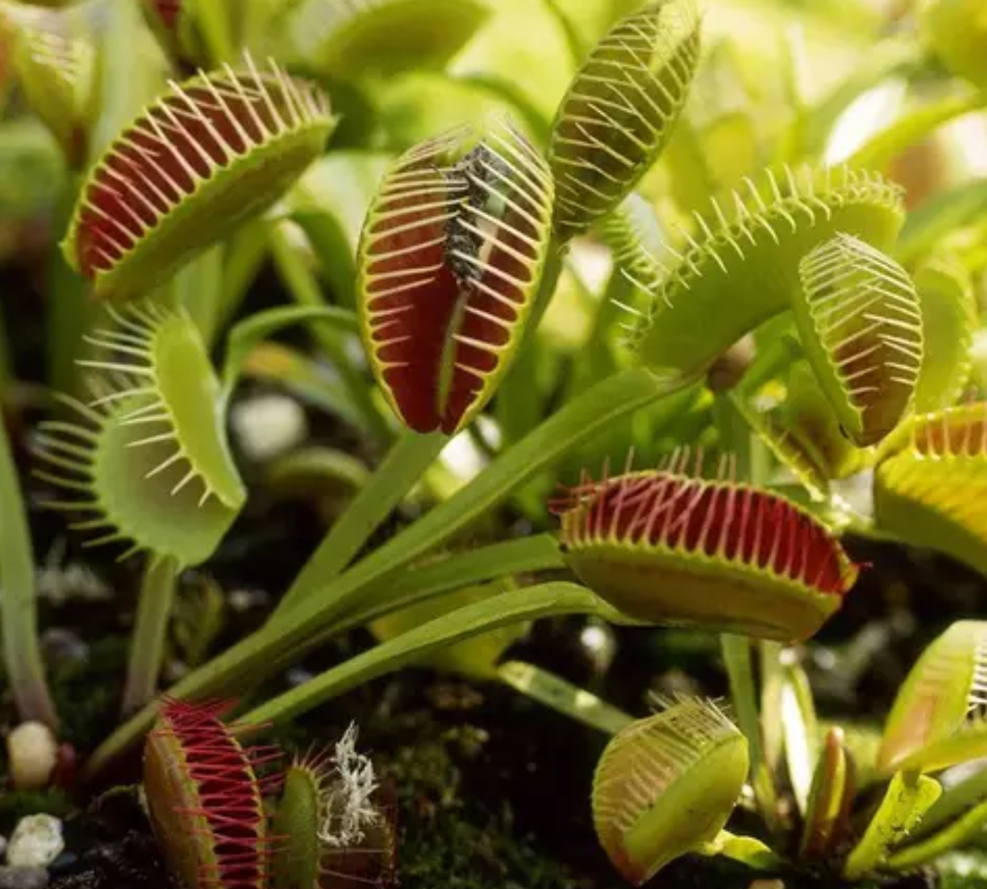 一辈子看不到的奇花异草太美了,惊艳的奇花异草