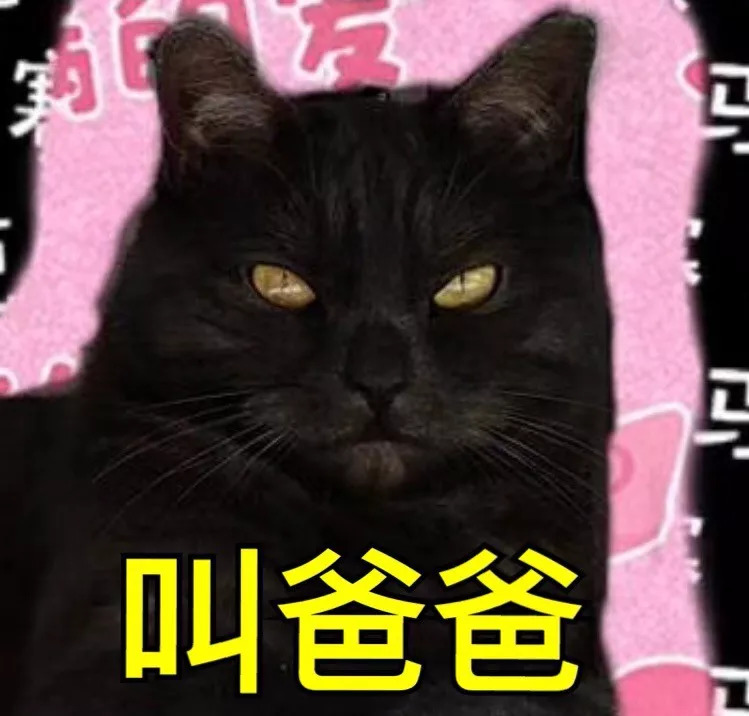 不养猫不爱狗,不养猫不养狗还可以养什么宠物