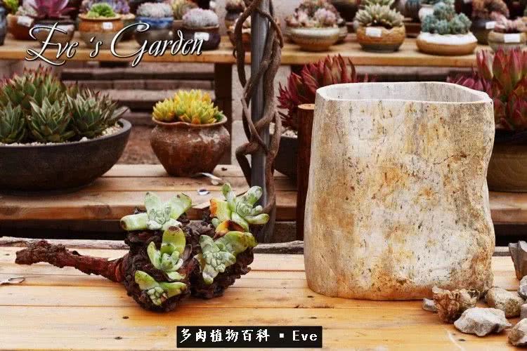 仙女杯多肉植物,拇指仙女杯也叫帕奇飞图吗