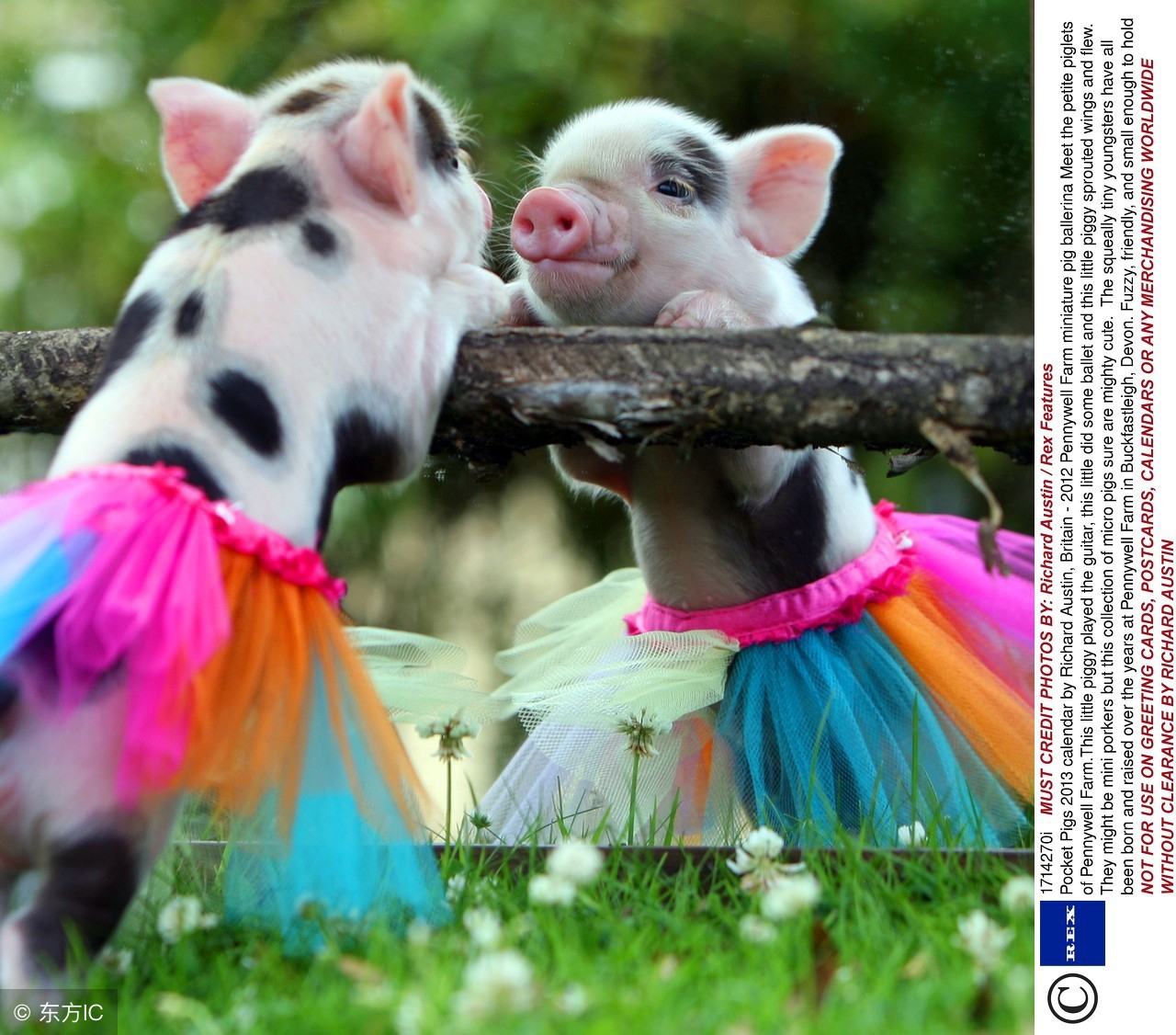 83年的猪今年外出运势怎么样,71年大金猪阳历9月运势