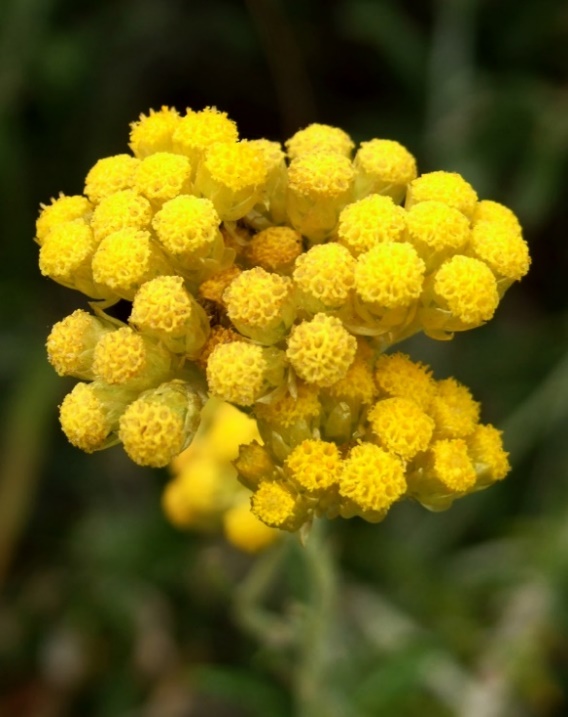 玫瑰果油哪个牌子最好用,玫瑰果油的功效与作用