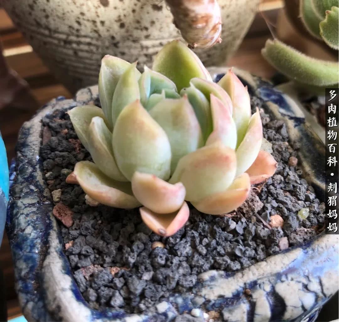 多肉如何度夏的方法,多肉夏天如何度夏