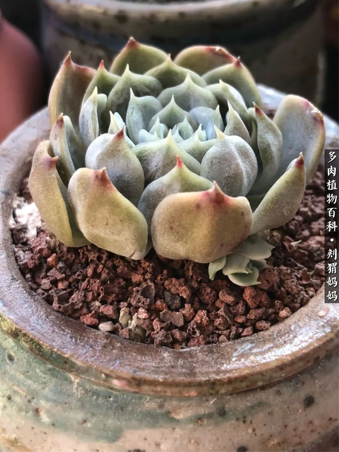 多肉如何度夏的方法,多肉夏天如何度夏