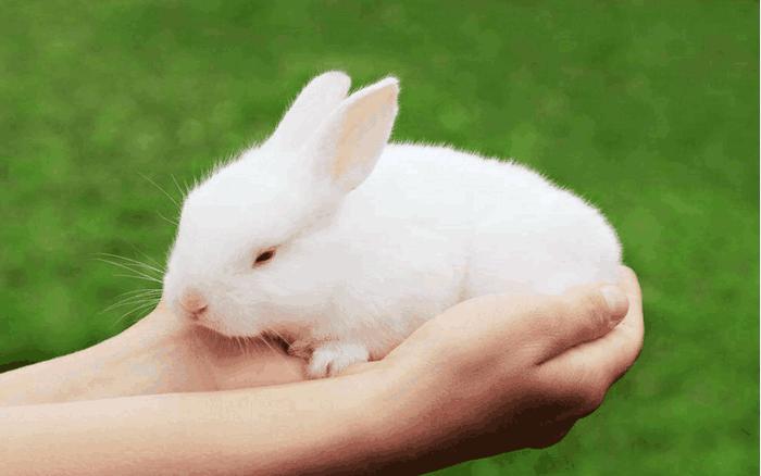 小兔子宝宝的故事,宝宝喜欢小兔