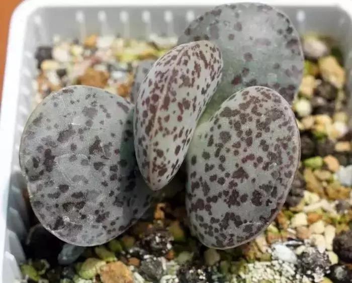 海豹水泡多肉的养护,水泡系列多肉哪些好养活