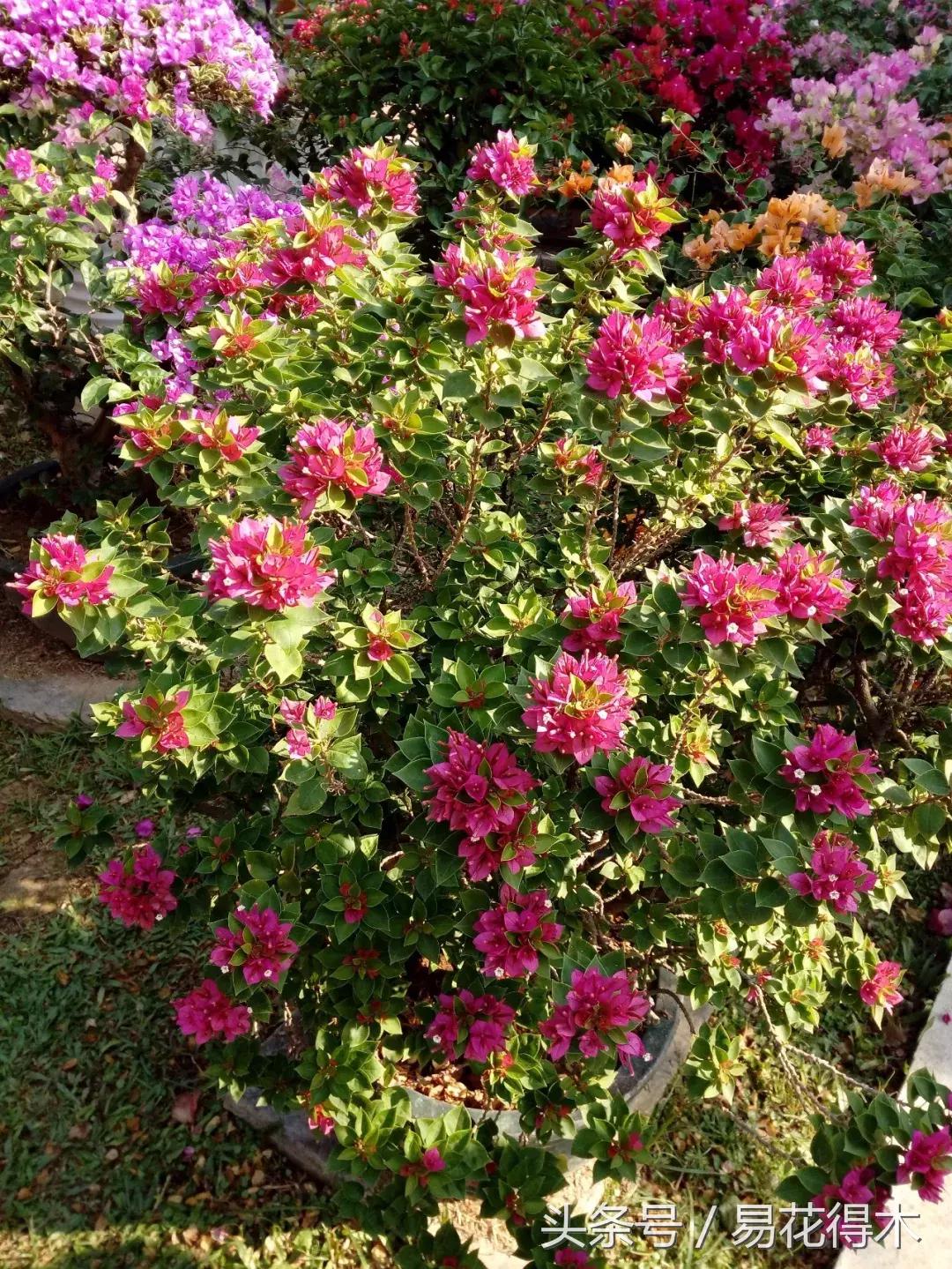 三角梅植物嫁接教程,多枝三角梅嫁接