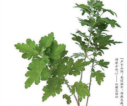 王药师带你认草药-艾叶、菖蒲