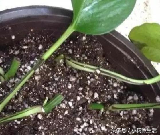 怎么才让绿萝长得茂盛不黄叶,怎么把绿萝养得又粗又壮不长黄叶