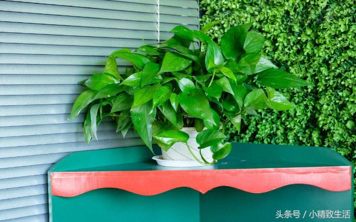 怎么才让绿萝长得茂盛不黄叶,怎么把绿萝养得又粗又壮不长黄叶