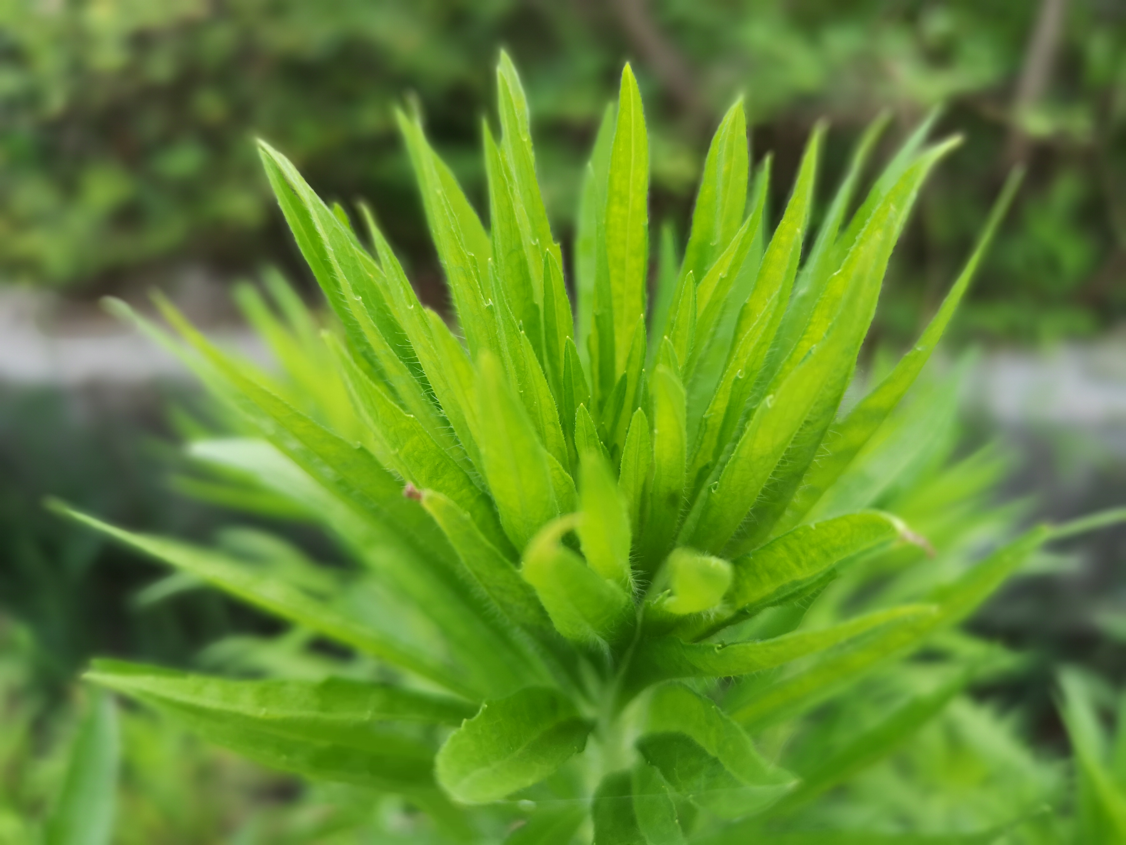 端午农家,民宿端午节美食
