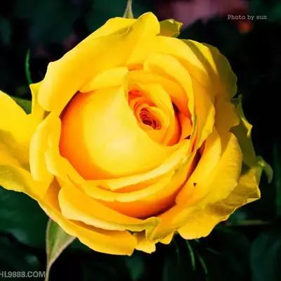 送你1314朵玫瑰图片,送你100朵玫瑰花