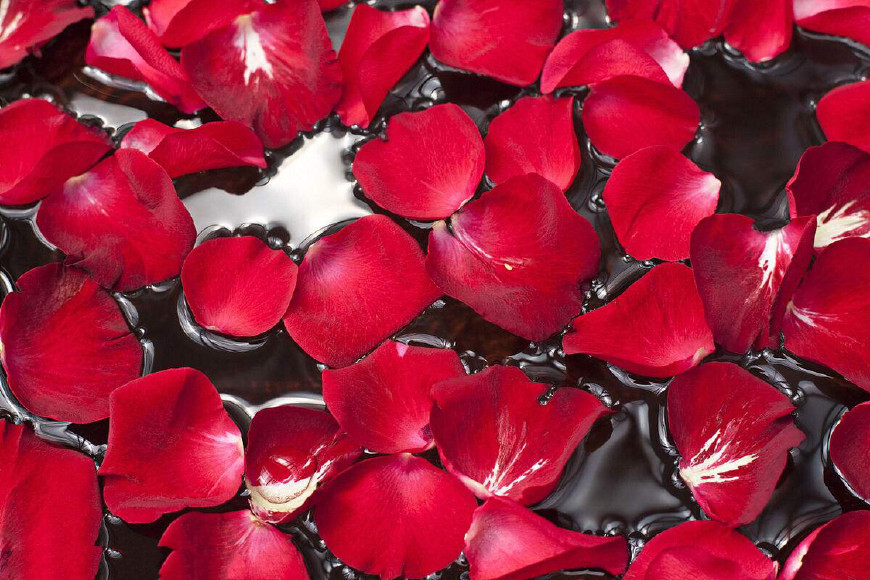 来听听玫瑰的解释,“为什么它浑身带刺”