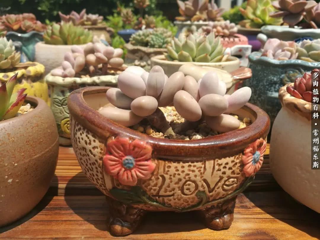 养多肉摒弃焦虑,包邮区不能养的多肉有哪些