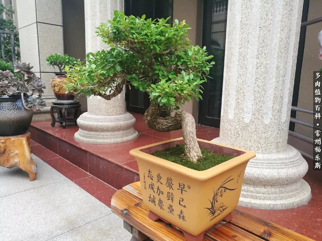 养多肉摒弃焦虑,包邮区不能养的多肉有哪些