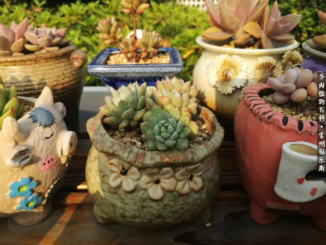 养多肉摒弃焦虑,包邮区不能养的多肉有哪些