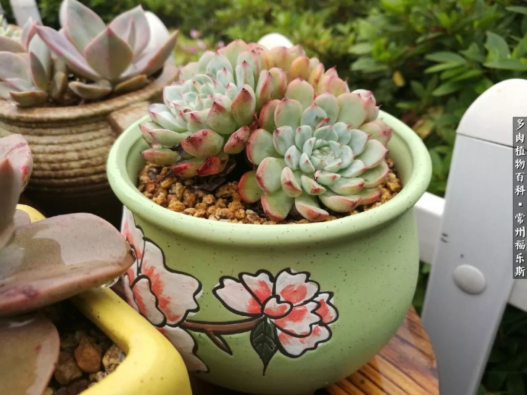 养多肉摒弃焦虑,包邮区不能养的多肉有哪些