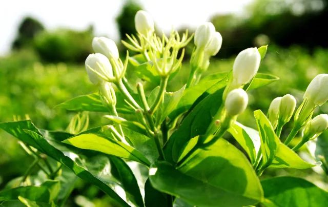 家中摆一盆，大病小病全走光！赶紧收藏！