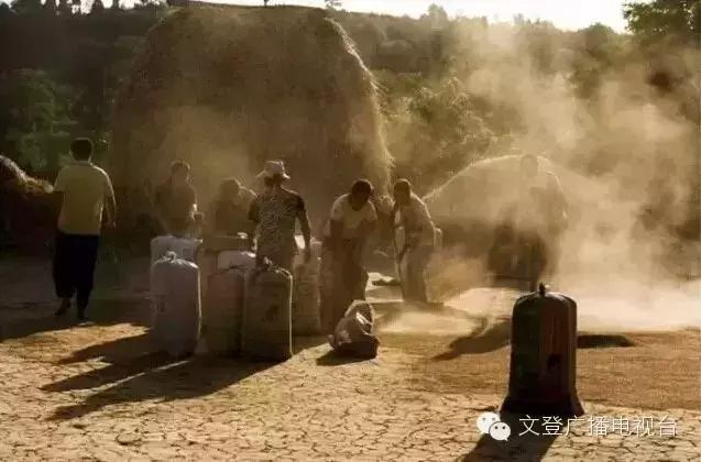 割麦子麦地里晒太阳,割麦子文登