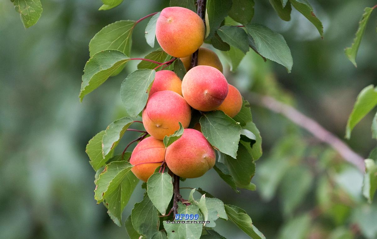 好厉害的大巨鹿一串红杏就过成了大年