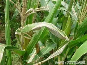 玉米苗期缺素病害高清图谱大全,玉米各种病害图片大全大图