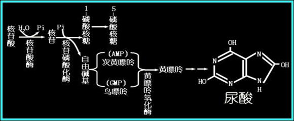 抗痛风药物的总结及用药禁忌