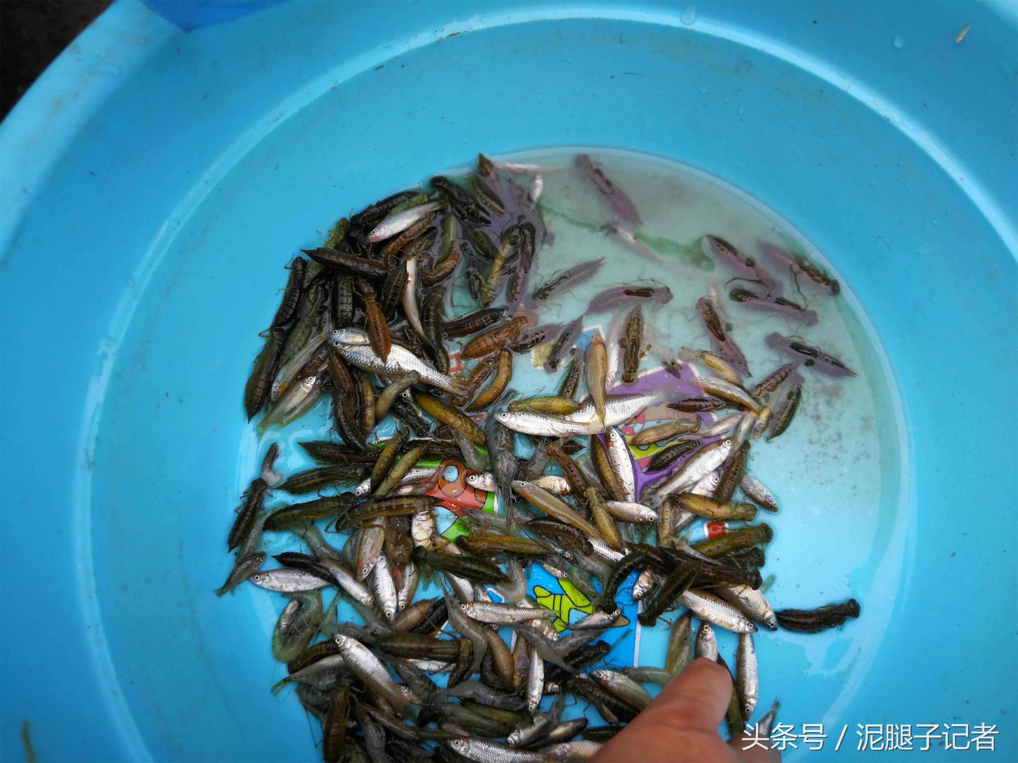 为什么现在在农村也看不见蜻蜓了,为什么现在农村没有蜻蜓了