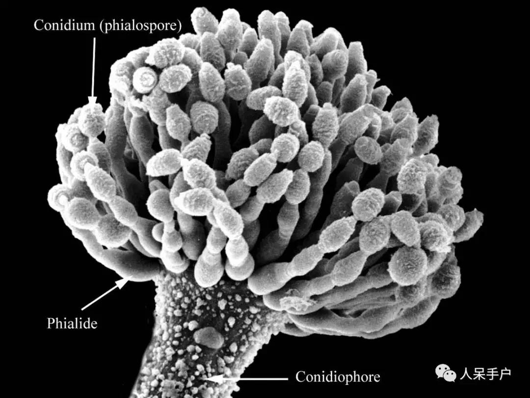 黄曲霉毒素真的有这么可怕吗,黄曲霉素的特点