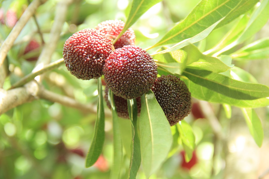 晚稻杨梅优缺点,顶级晚稻杨梅