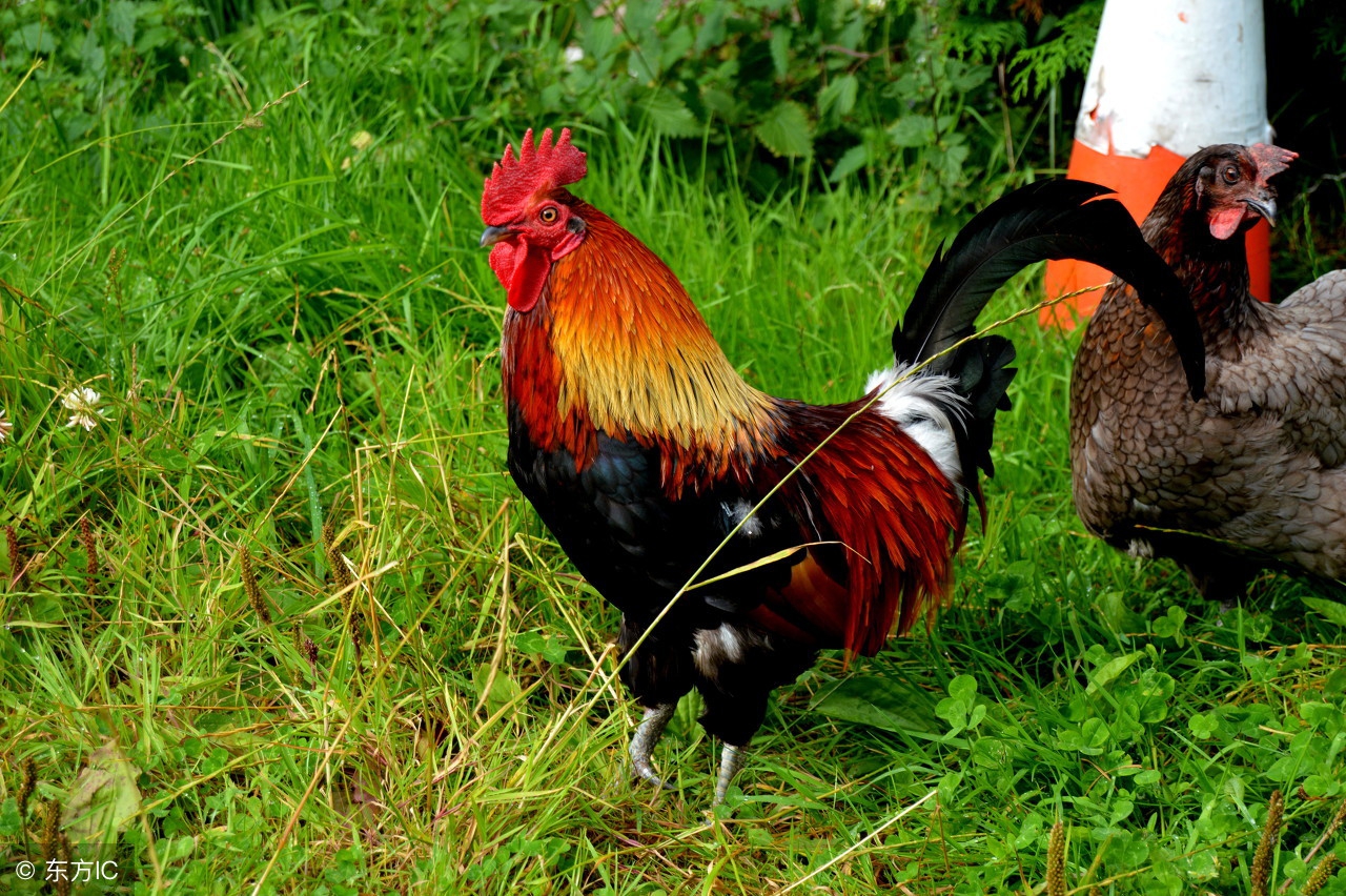 低三下四打工不如回家创业当老板，15种让你致富的养殖推荐