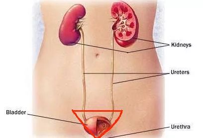 人体八大黄金穴,人体九大系统对应的器官