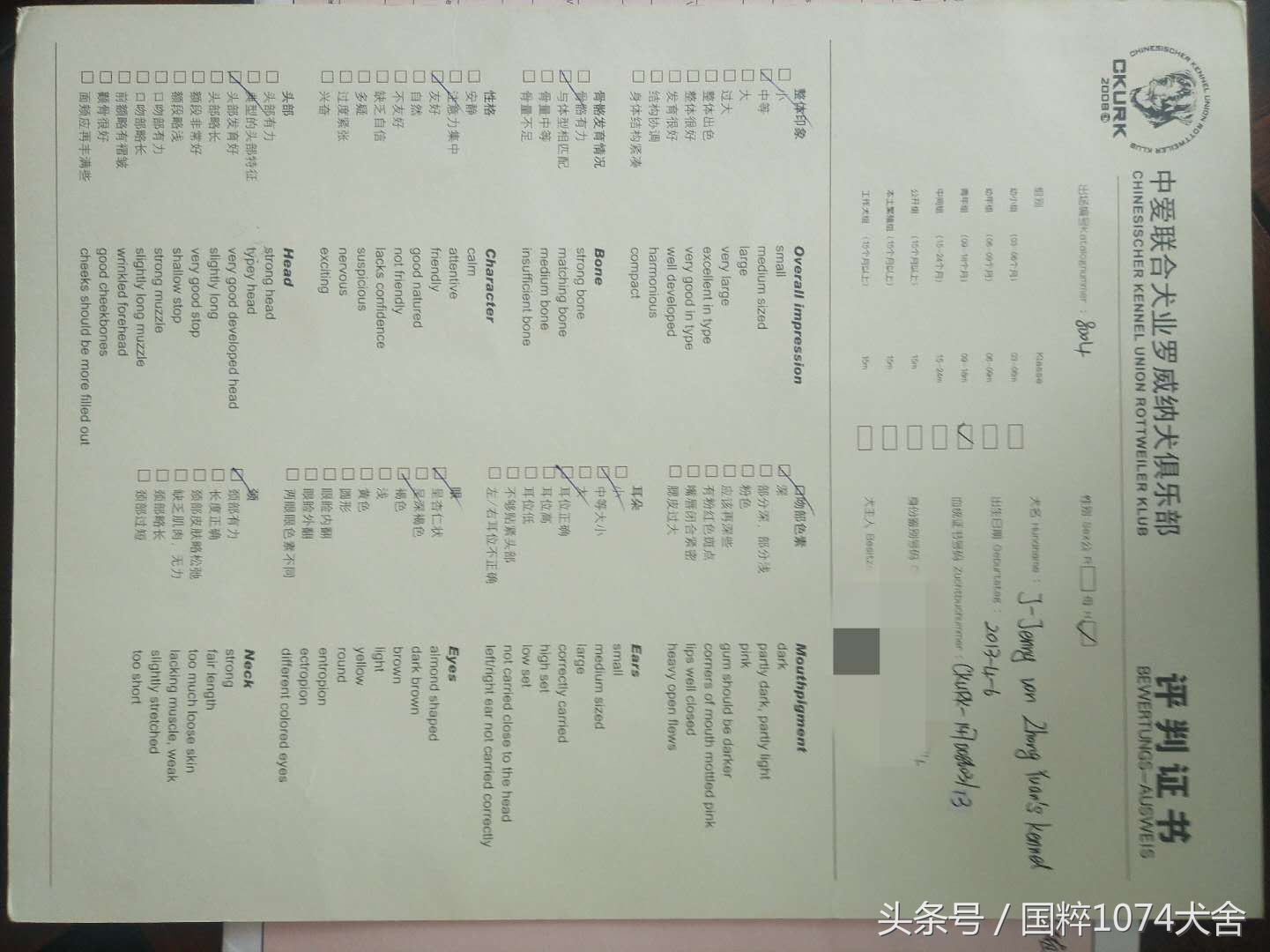 浅色素的罗威纳,陕系罗威纳犬