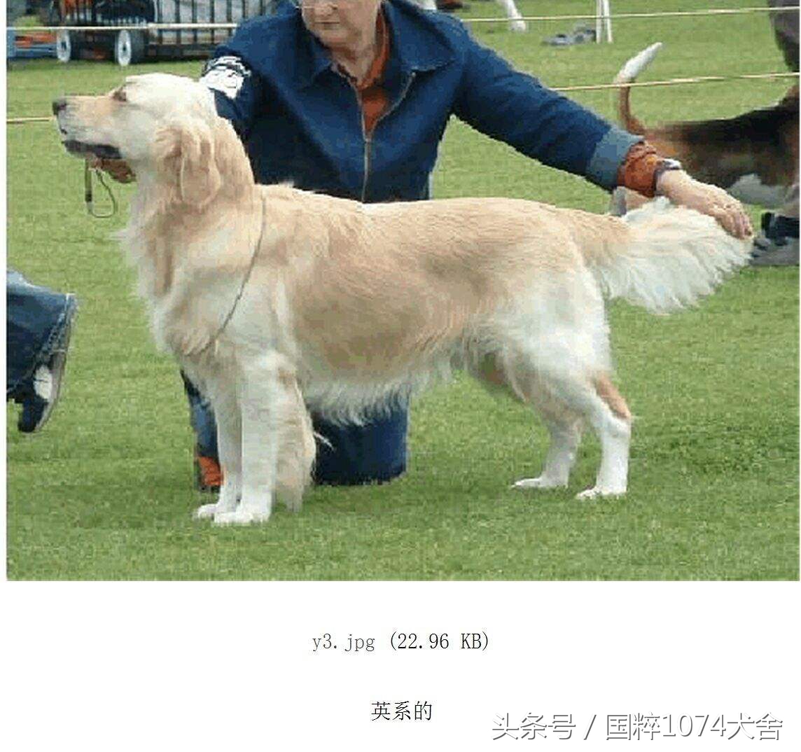 浅色素的罗威纳,陕系罗威纳犬