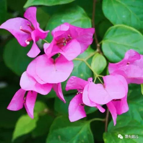 中国自驾泰国旅游攻略,泰国曼谷男性旅游攻略