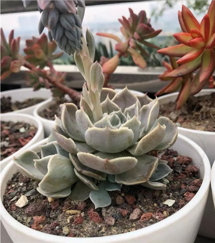 露养多肉晒白了是怎么回事,露养多肉褪色