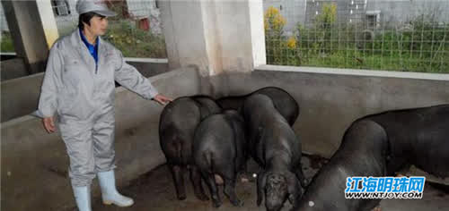 一个农家女的创业梦、共富梦——通商优秀人物系列：江苏兴旺农牧科技发展有限公司董事长唐慧娟