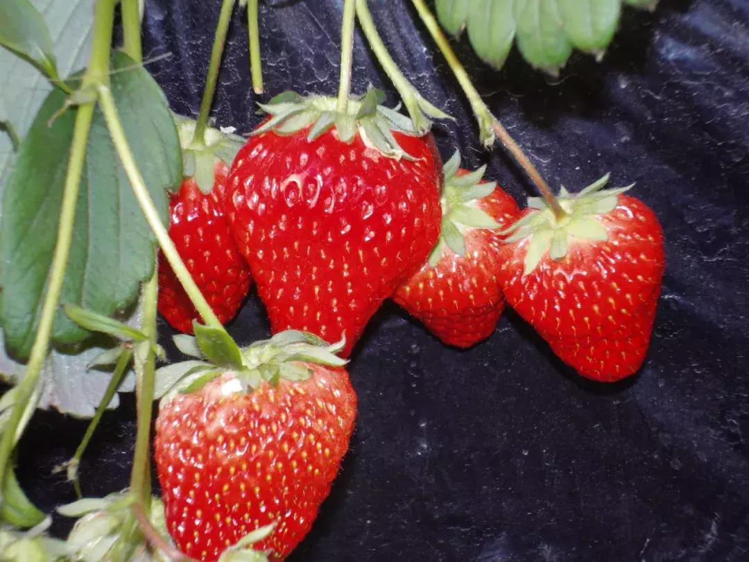 京郊7月采摘好去处,江宁农场采摘一日游