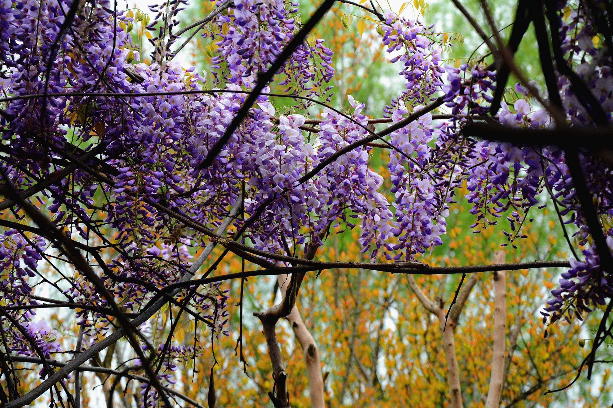 苏州的小桥流水在哪里,苏州比较不错的景点