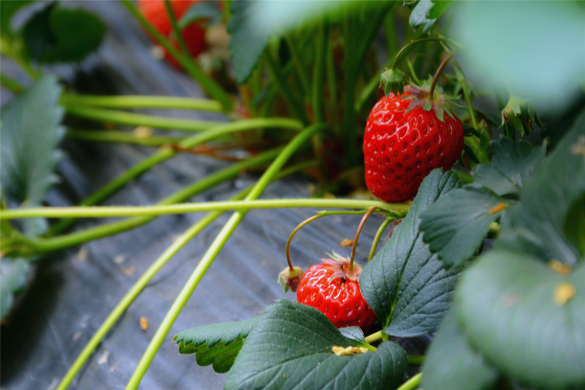 苏州哪些景点可以看小桥流水,只有老苏州人才知道的小众景点
