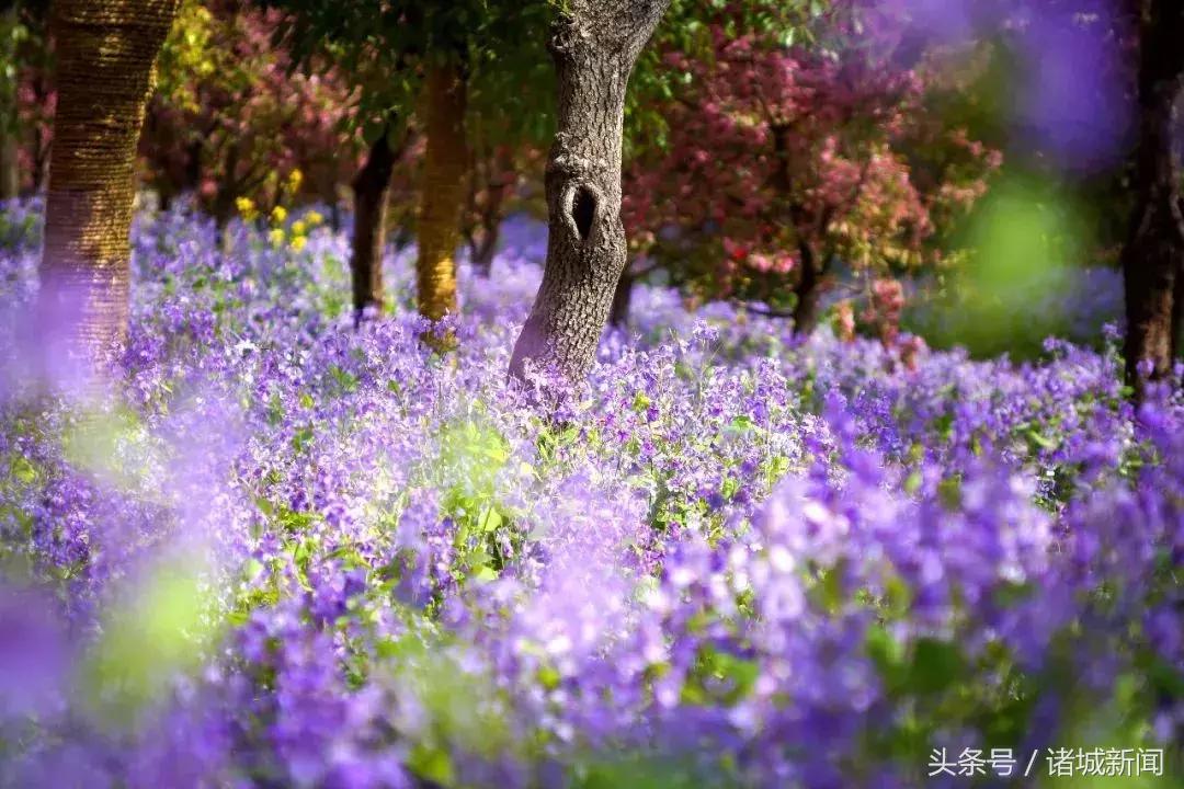 台儿庄古城免费政策包括哪些,台儿庄古城五区一市免费