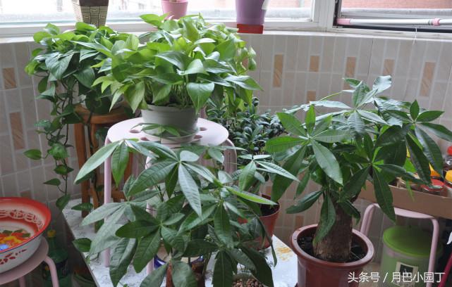 发财树长太快还掉叶子,发财树长得慢