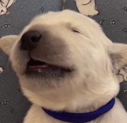 毛绒绒不咬人的宠物,除了猫狗之外的小宠物推荐一下