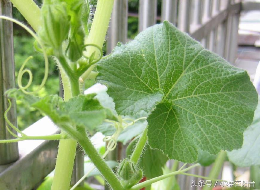 植物有虫子可以用杀虫剂吗,花草长虫子最佳杀虫药