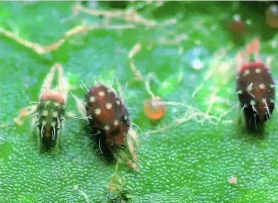 这几种害虫抗药性很强，怎么用药才能防？介绍几个混配药方！