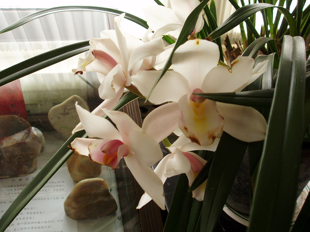 兰花叶尖焦黄是什么原因,兰花叶尖焦黄用什么药