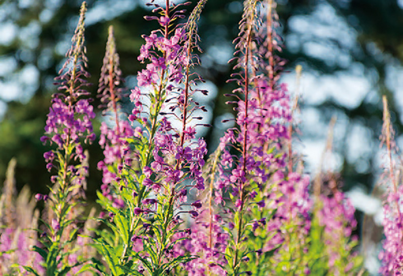 望远镜视场角度,视场角参数对照表