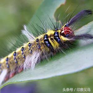 小孩被毒蜘蛛咬伤,小男孩被蜘蛛咬伤了