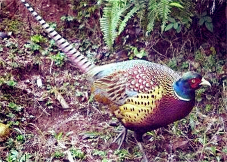 500只野鸡可以赚多少,野鸡需要多少成本